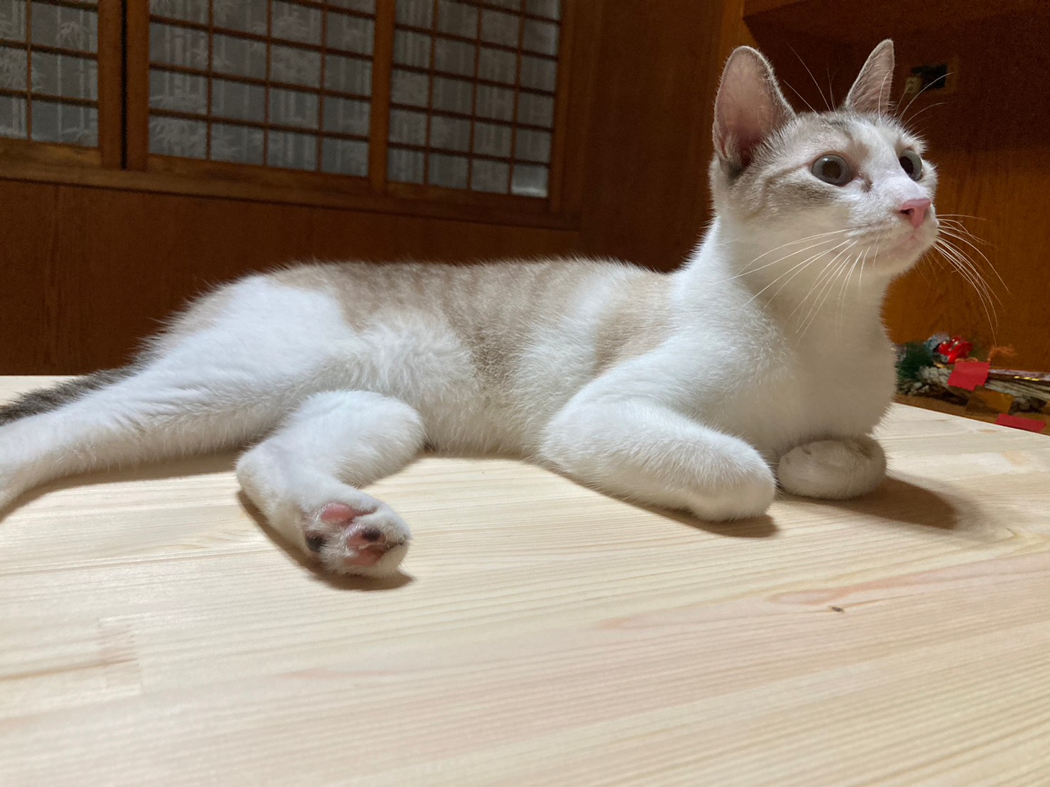 人氣店貓常駐陪伴